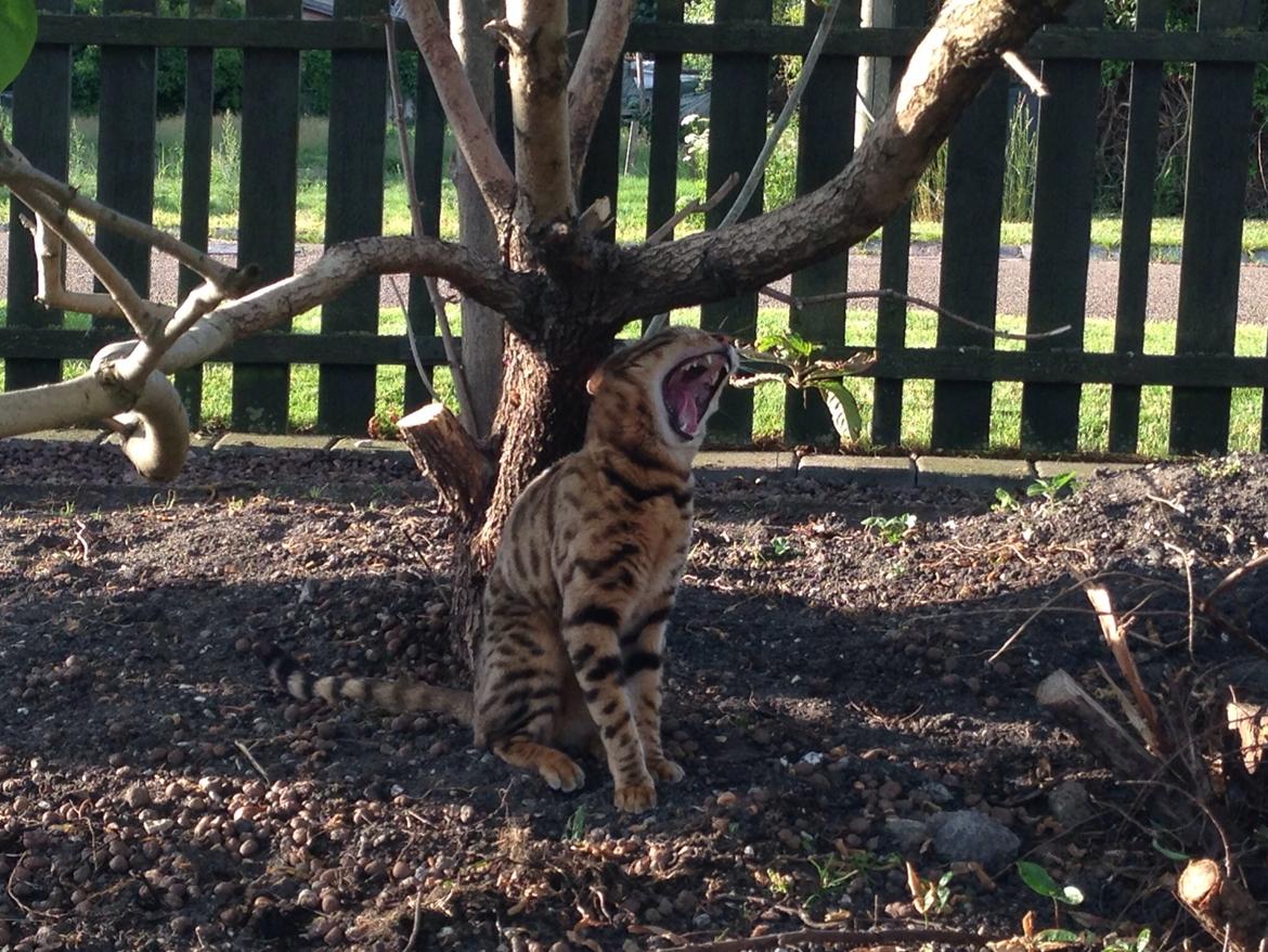 Bengal Max billede 8