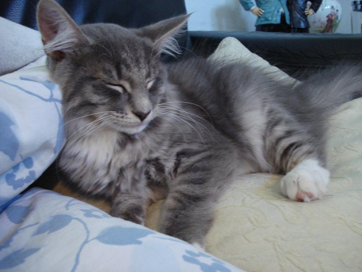 Norsk Skovkat Fernando Felix DK Miss Ronski's billede 10