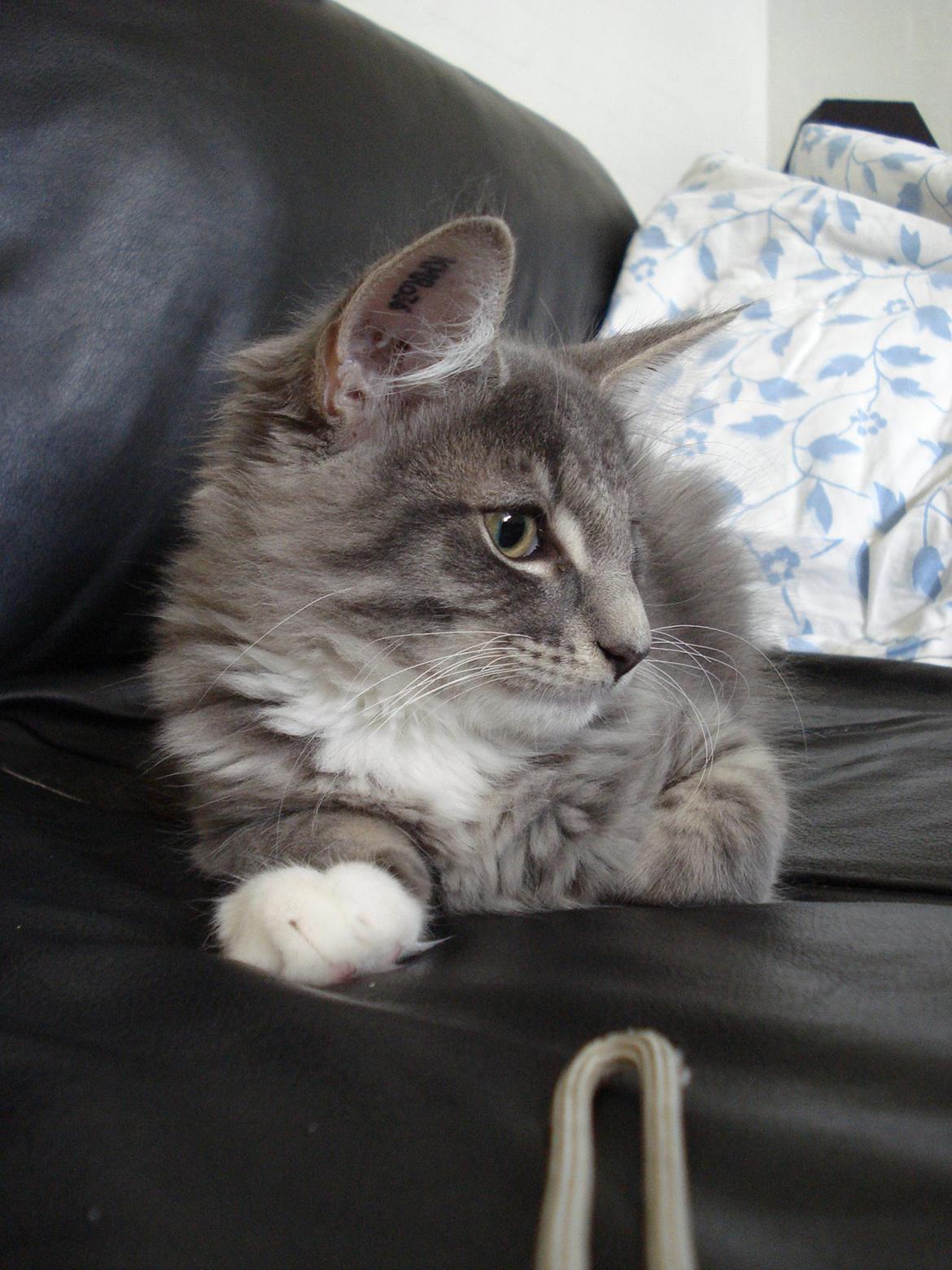 Norsk Skovkat Fernando Felix DK Miss Ronski's billede 9