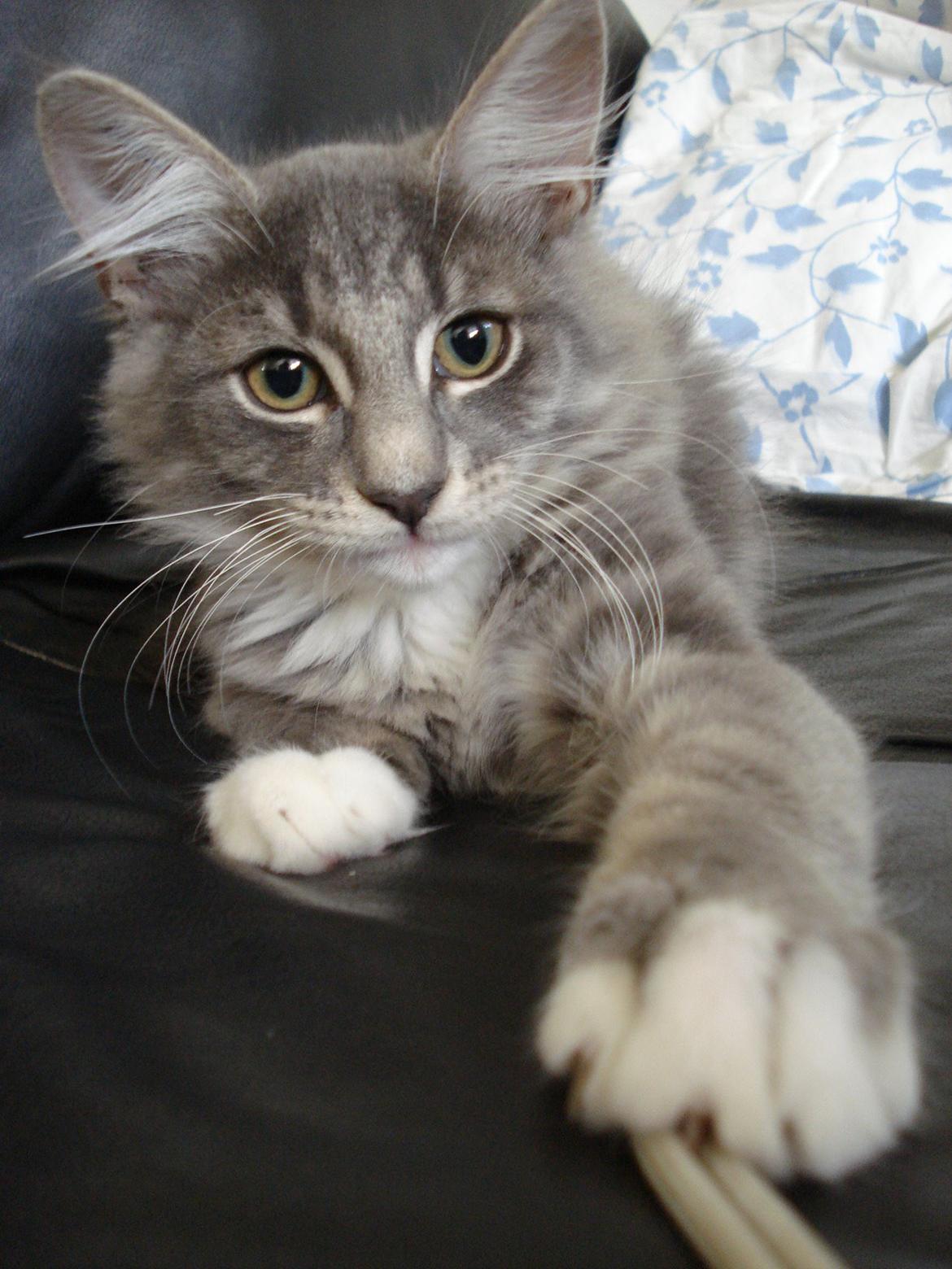 Norsk Skovkat Fernando Felix DK Miss Ronski's billede 7