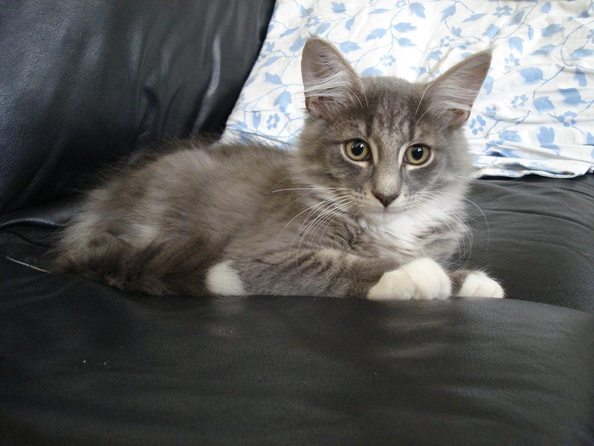 Norsk Skovkat Fernando Felix DK Miss Ronski's billede 13