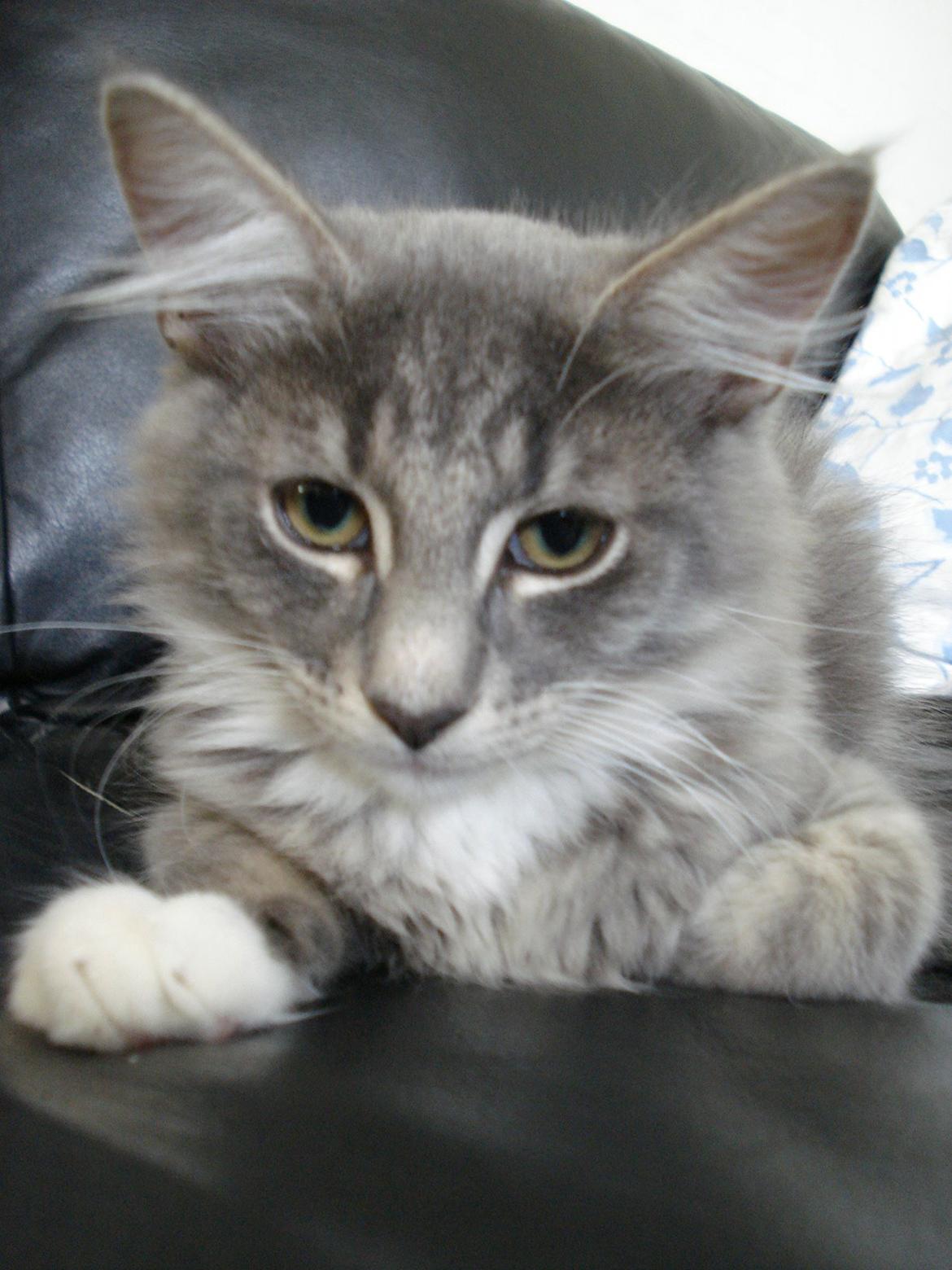 Norsk Skovkat Fernando Felix DK Miss Ronski's billede 15