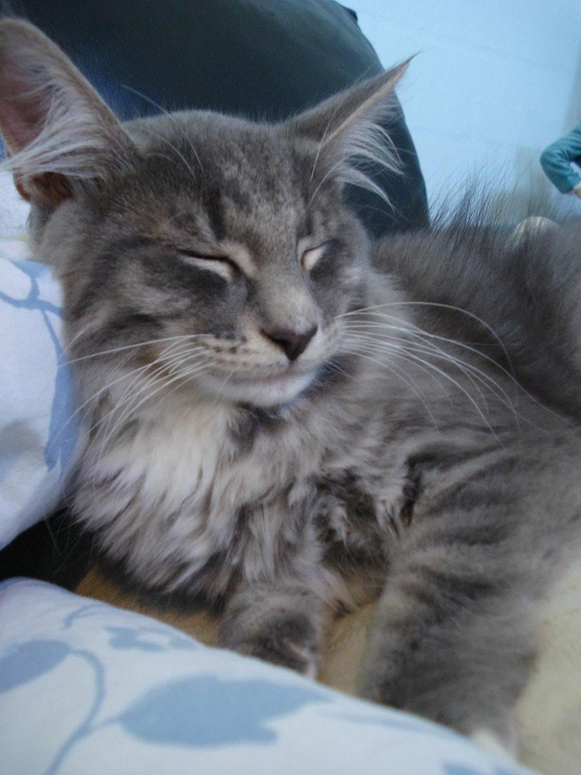 Norsk Skovkat Fernando Felix DK Miss Ronski's billede 11