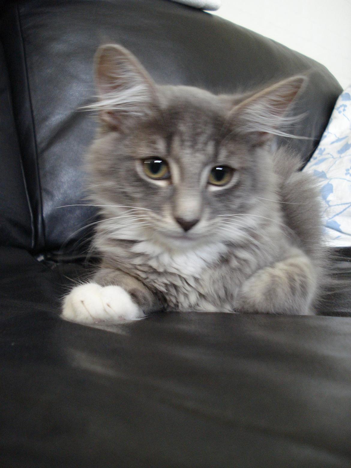 Norsk Skovkat Fernando Felix DK Miss Ronski's billede 14