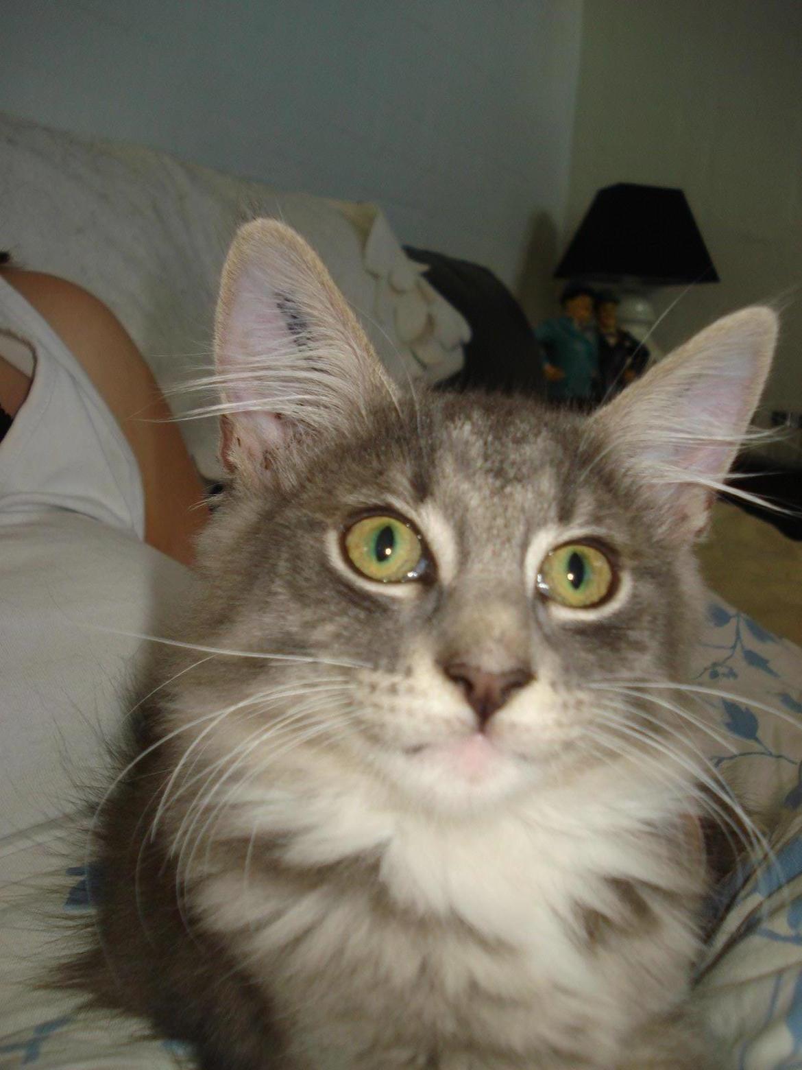 Norsk Skovkat Fernando Felix DK Miss Ronski's billede 12