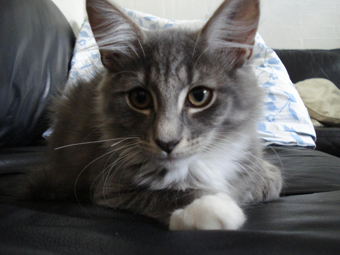 Norsk Skovkat Fernando Felix DK Miss Ronski's billede 8