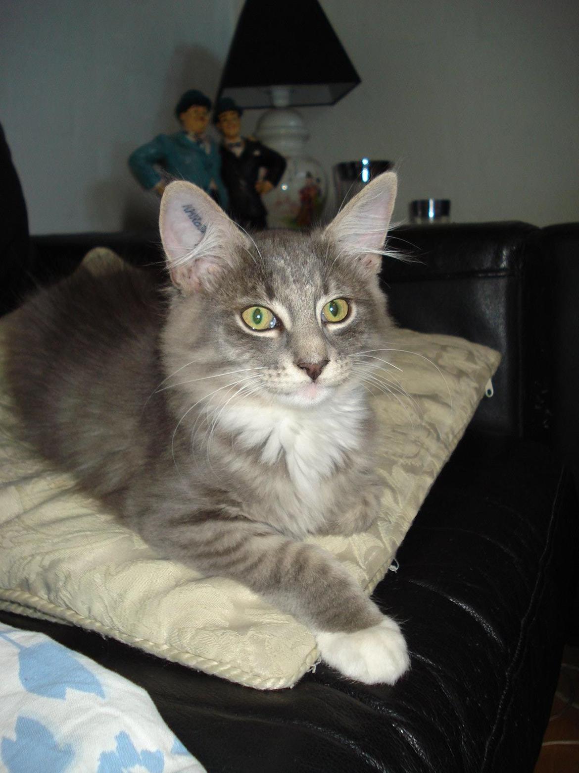 Norsk Skovkat Fernando Felix DK Miss Ronski's billede 16