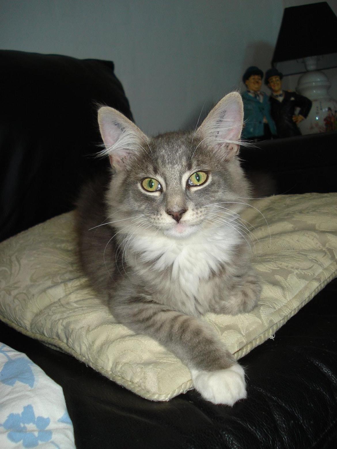 Norsk Skovkat Fernando Felix DK Miss Ronski's billede 17