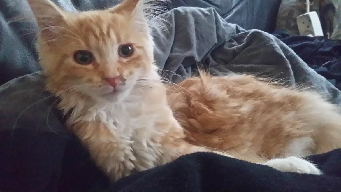 Maine Coon Joul billede 9