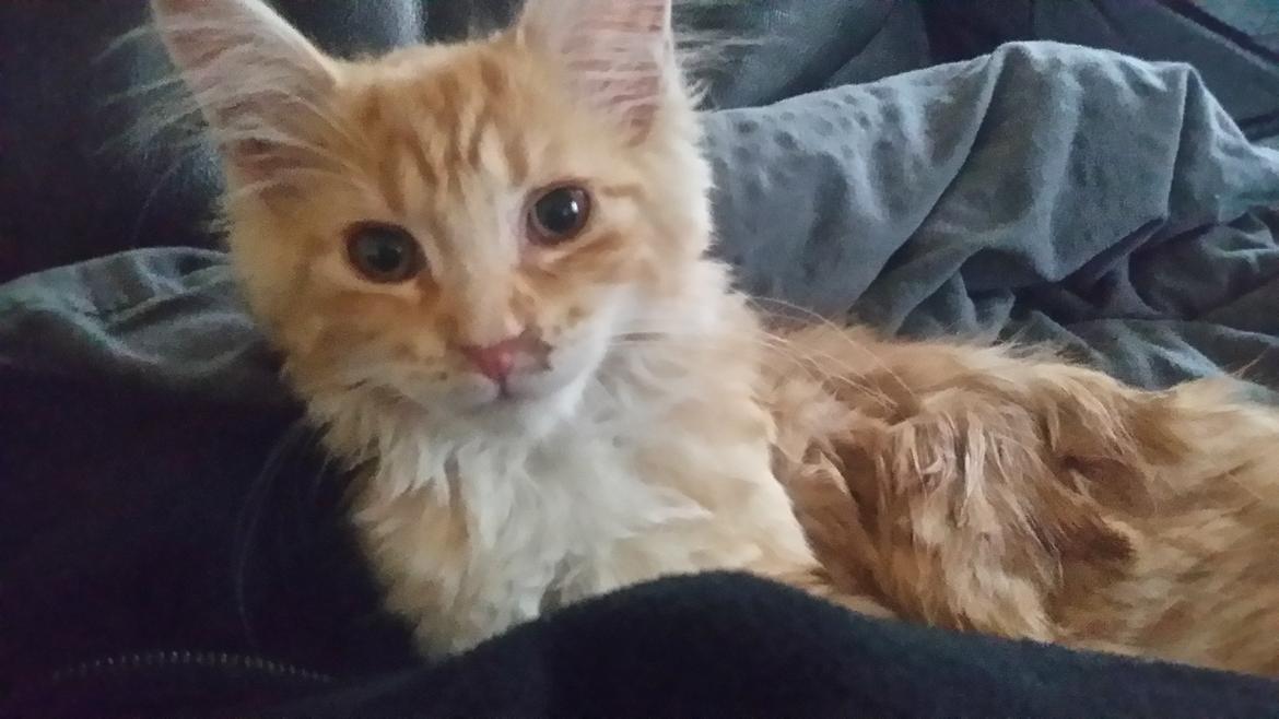 Maine Coon Joul billede 10