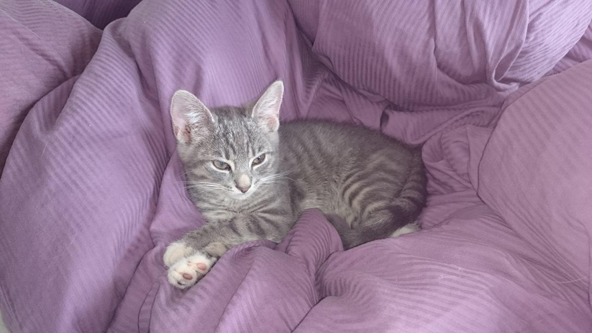 Huskat Tulle mis billede 2