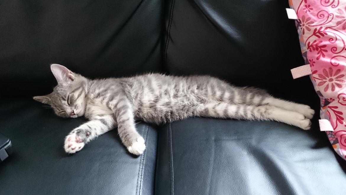 Huskat Tulle mis billede 4