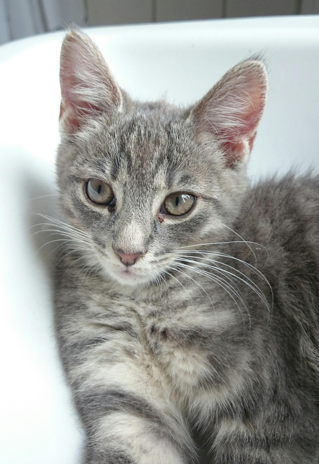 Huskat Tulle mis billede 5