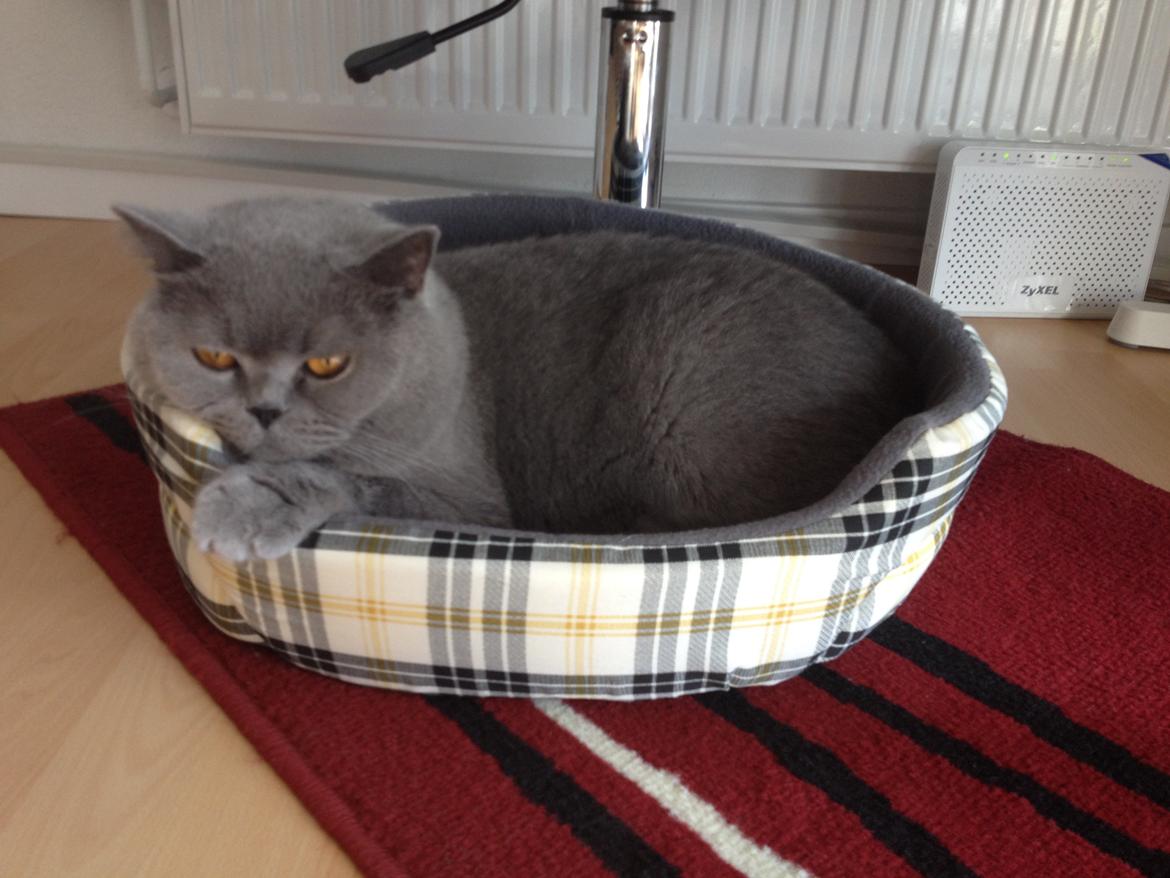 British Shorthair James Bond - James i sin UNI-animal(både til hund og kat) kurv billede 3