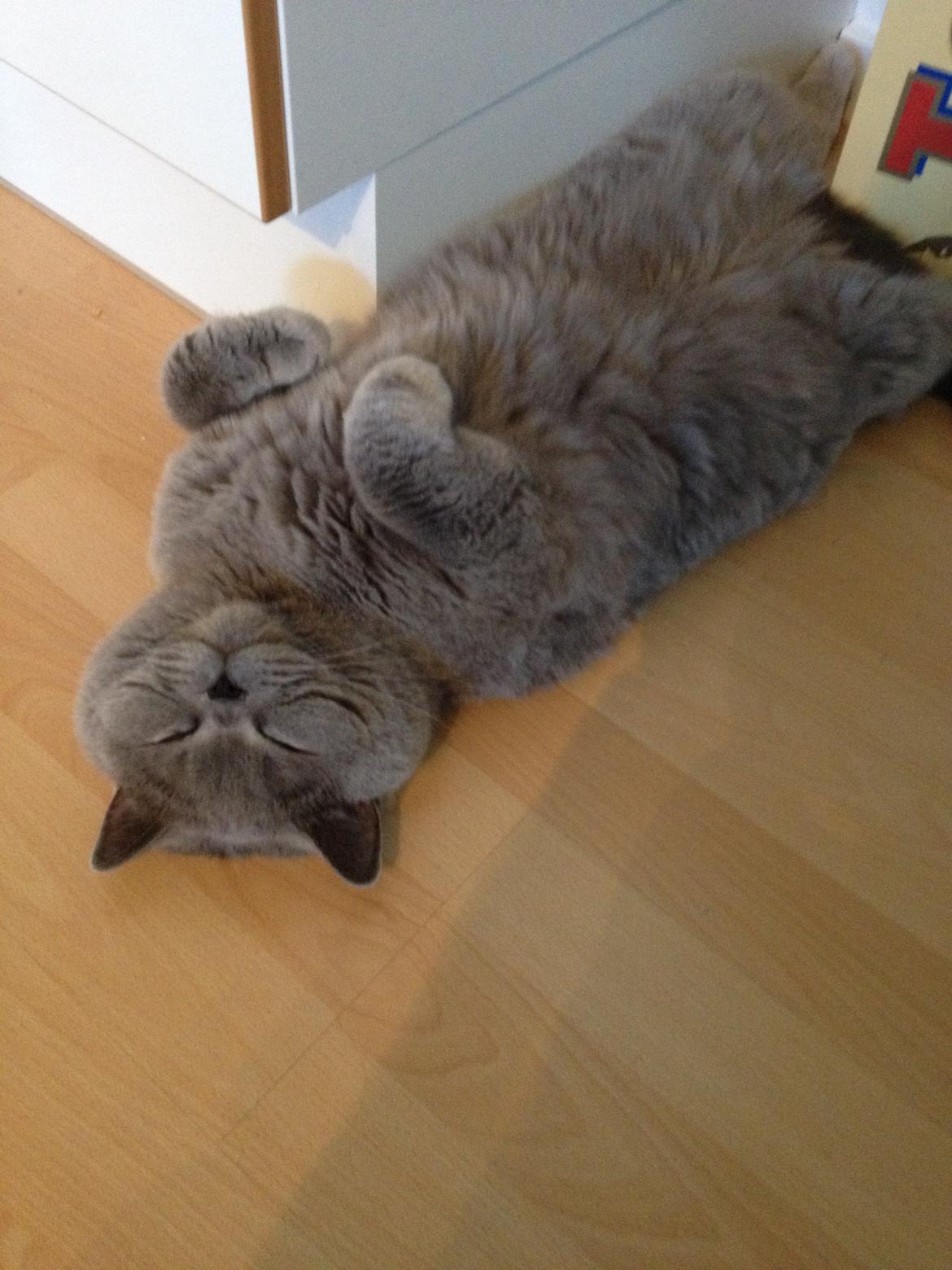 British Shorthair James Bond billede 2