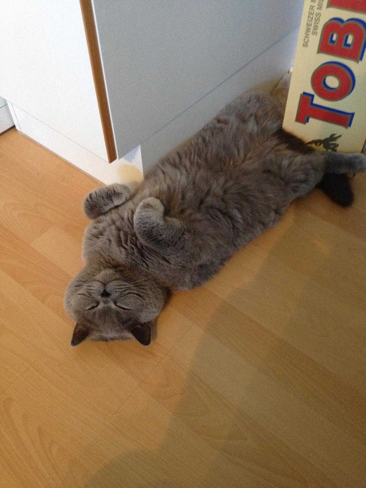 British Shorthair James Bond billede 4