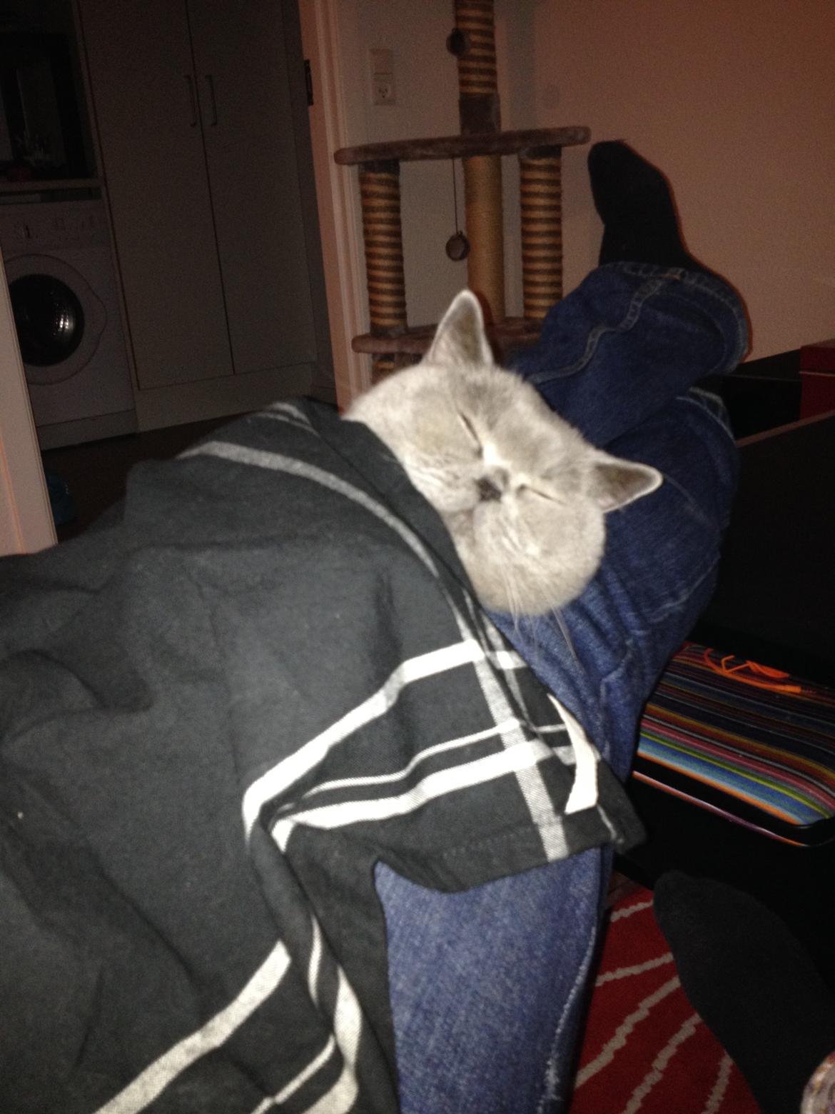 British Shorthair James Bond - Og igen trængte der sig en lur på.  billede 6