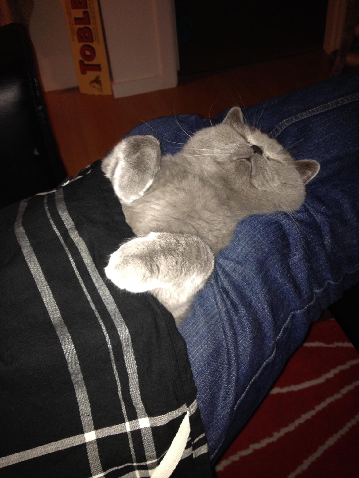 British Shorthair James Bond billede 5