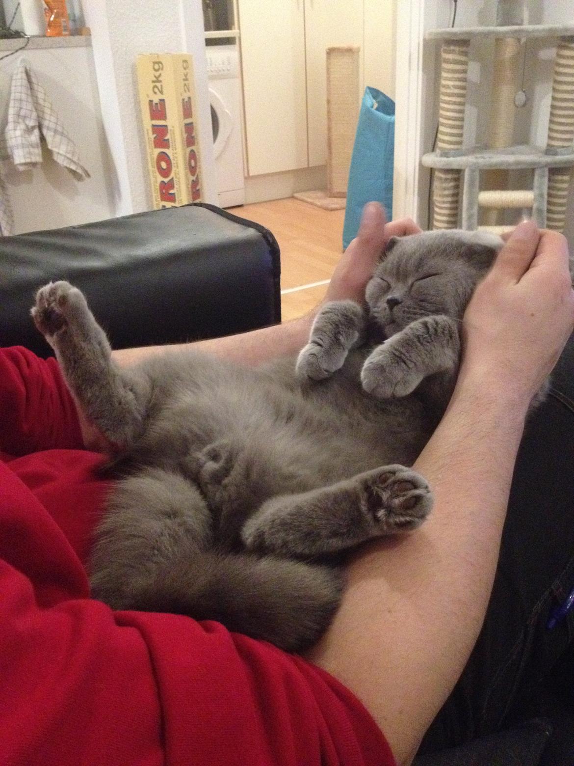 British Shorthair James Bond billede 7