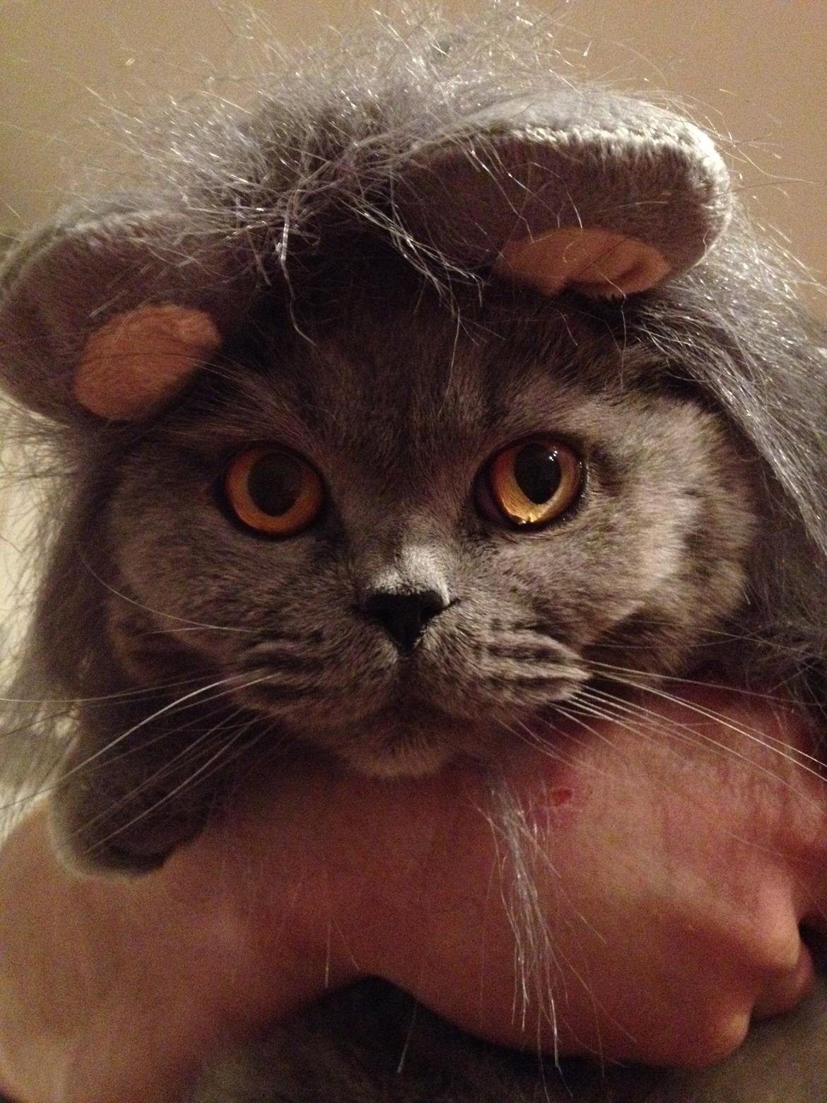 British Shorthair James Bond - James med sin løvemanke. billede 1