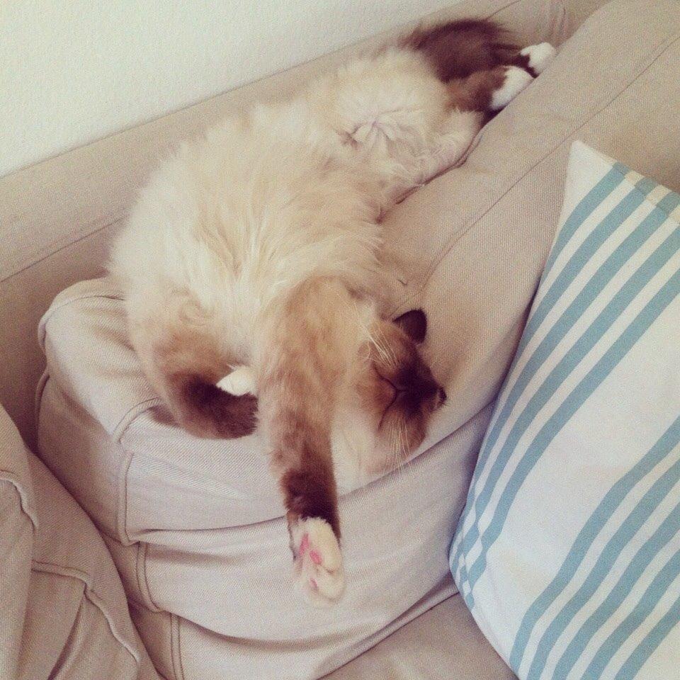 Hellig Birma Lillemis billede 2