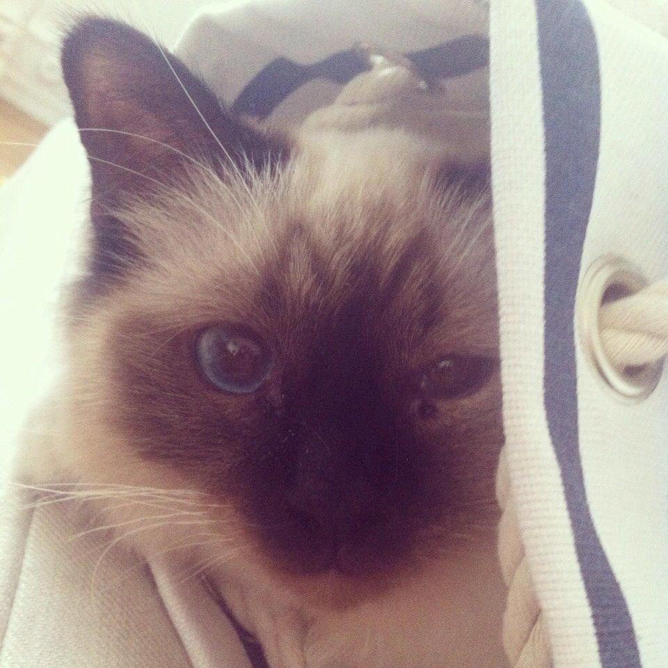 Hellig Birma Lillemis billede 1