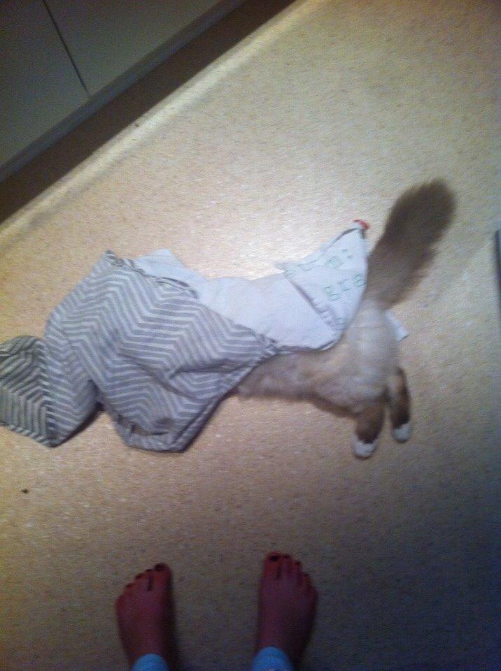 Hellig Birma Lillemis billede 3