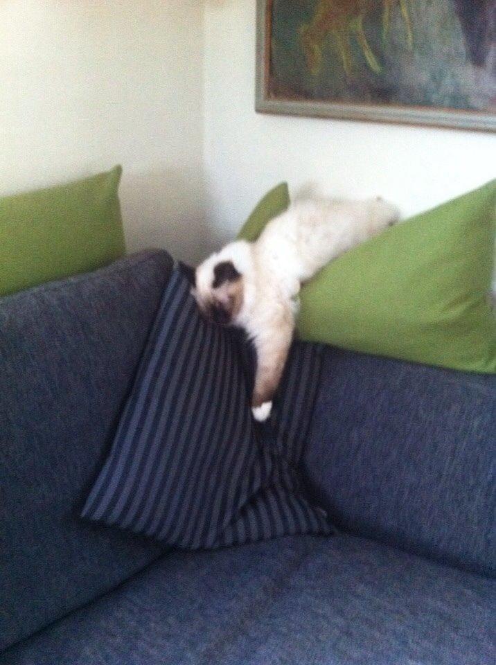 Hellig Birma Lillemis billede 6