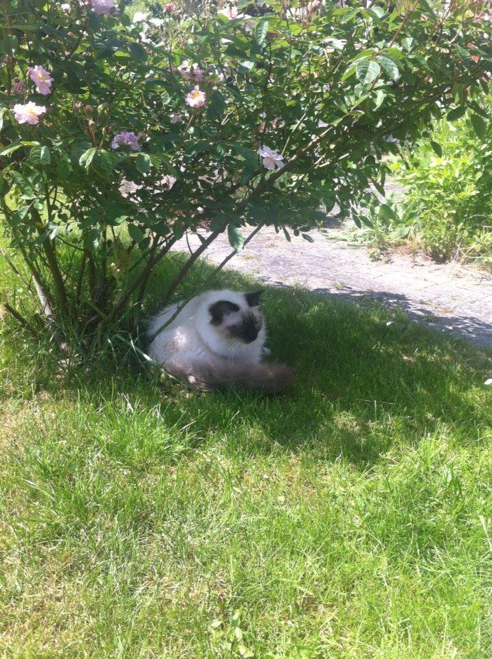 Hellig Birma Lillemis billede 5