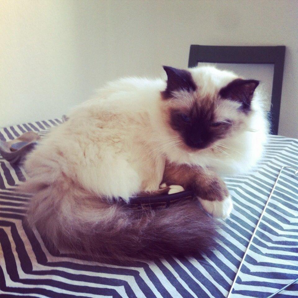 Hellig Birma Lillemis billede 7