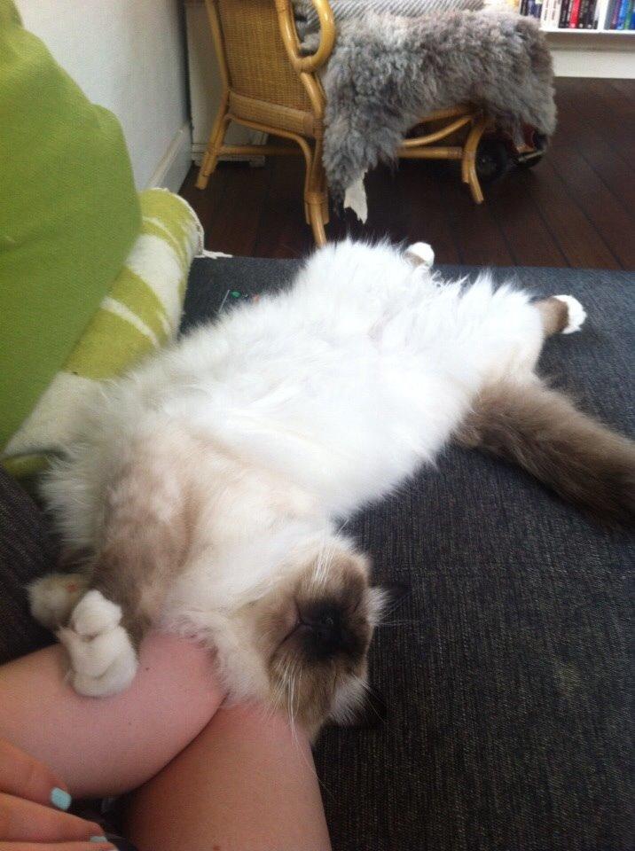 Hellig Birma Lillemis billede 8