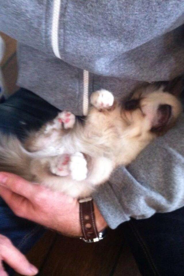 Hellig Birma Lillemis billede 11