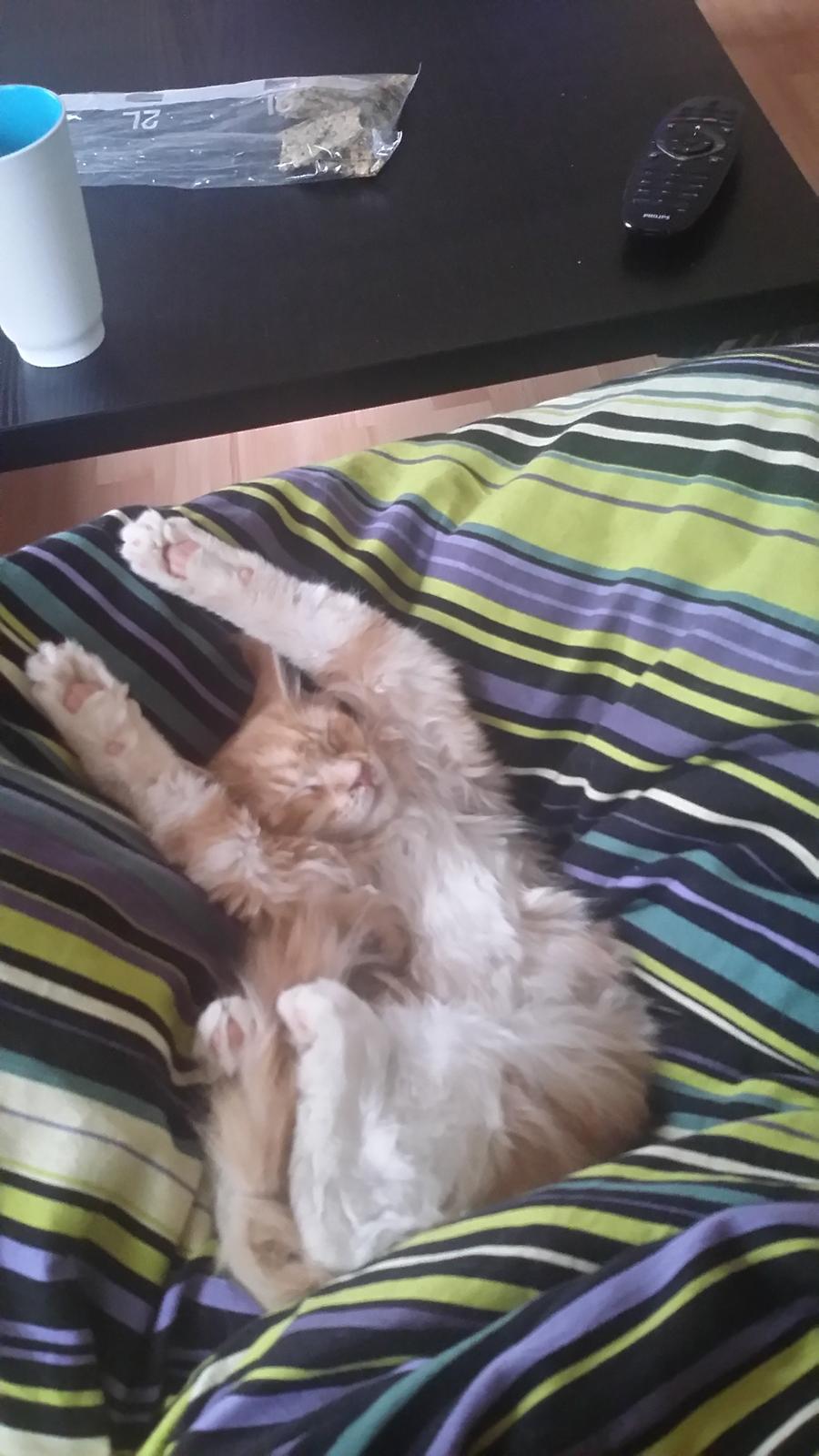 Maine Coon Joul billede 11