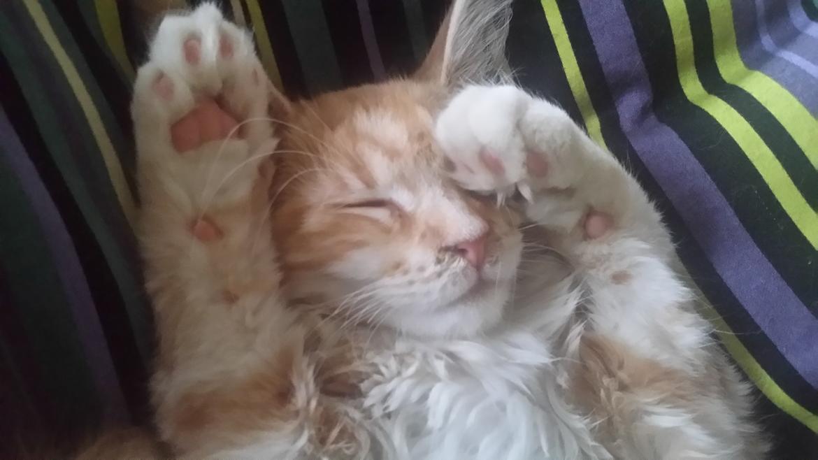 Maine Coon Joul billede 12