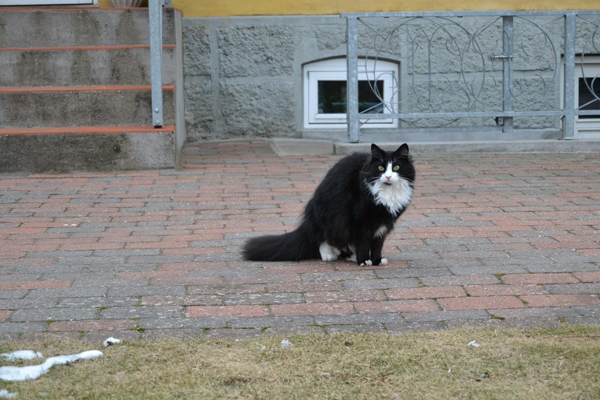 Blanding af racer » Silke <3 billede 16