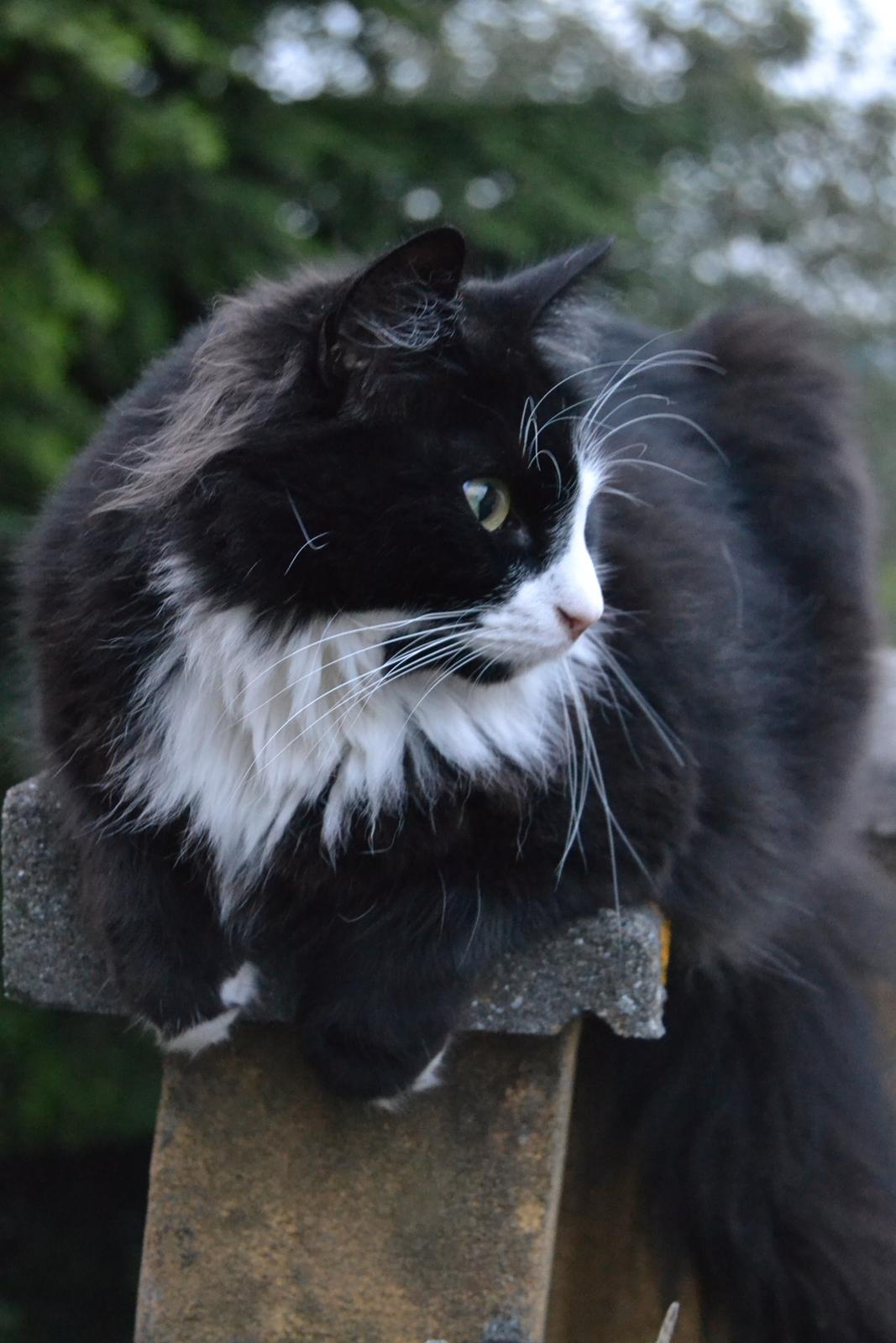 Blanding af racer » Silke <3 billede 18