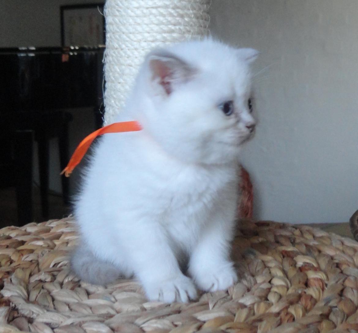 British Shorthair Emily billede 4