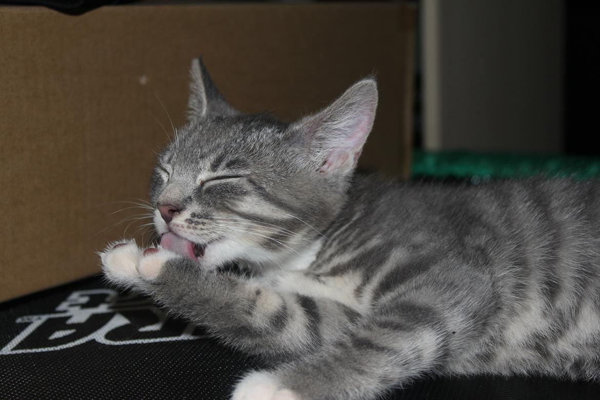 Huskat Tulle mis billede 10