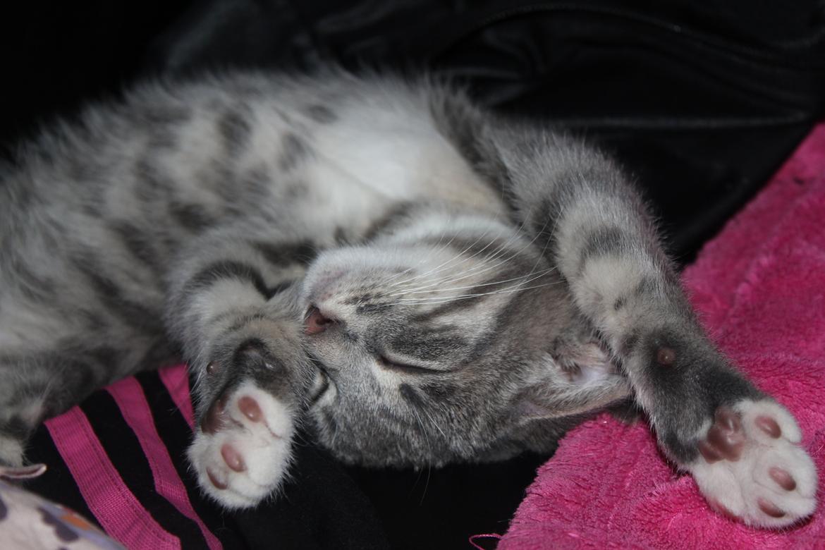 Huskat Tulle mis billede 12