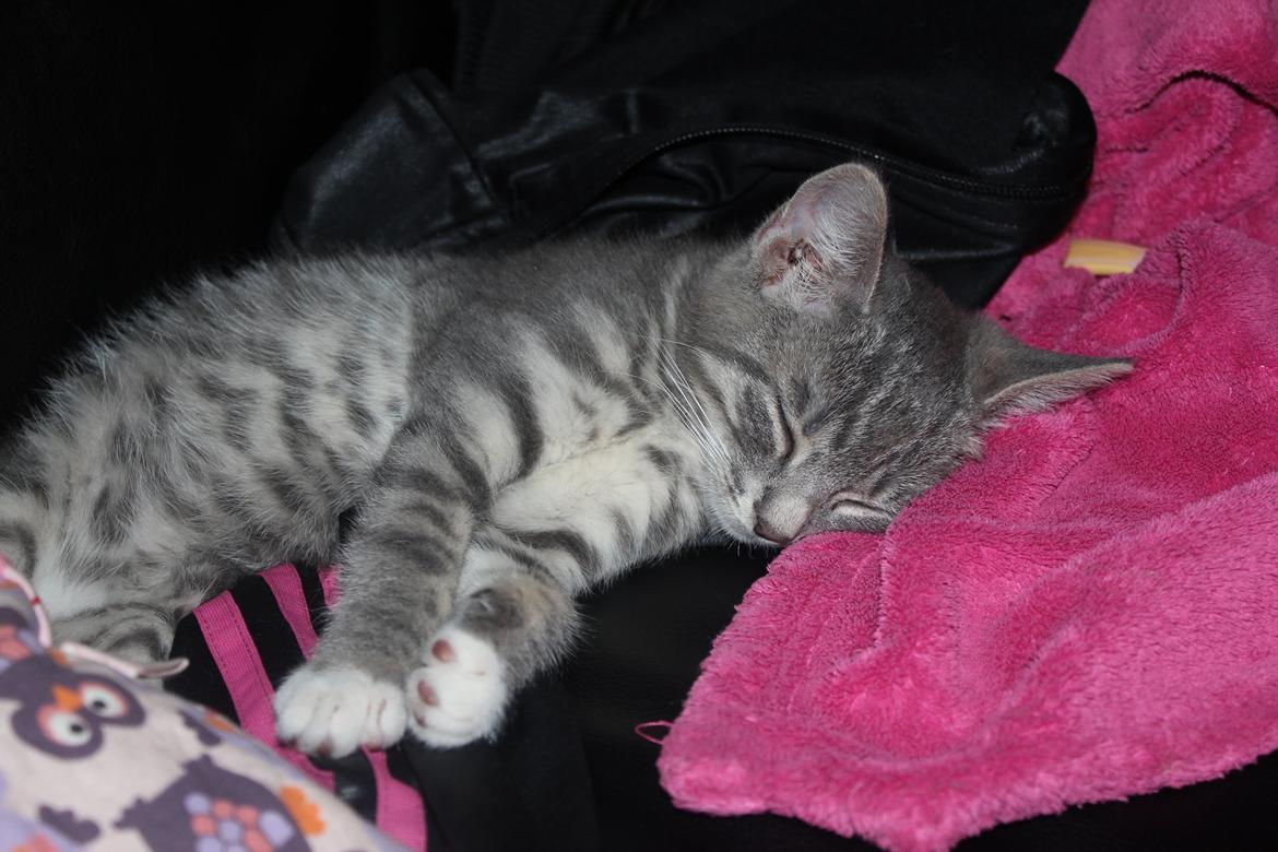 Huskat Tulle mis billede 13