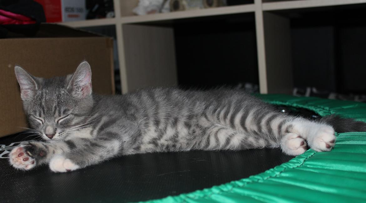 Huskat Tulle mis billede 11