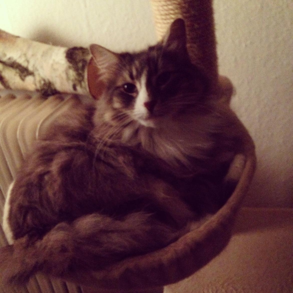 Norsk Skovkat Nova billede 7