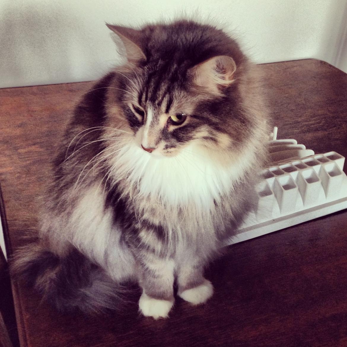 Norsk Skovkat Nova billede 9