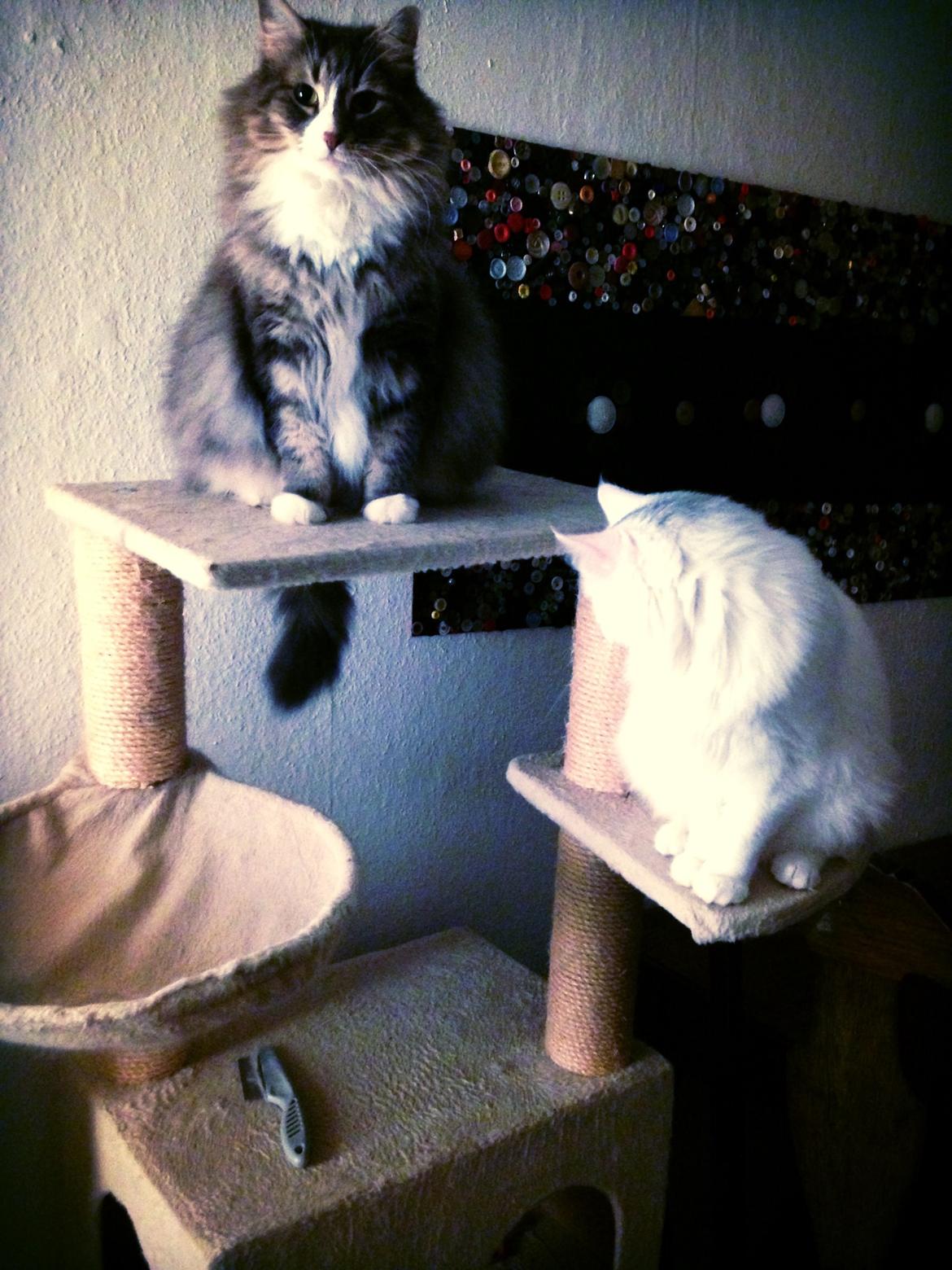 Norsk Skovkat Nova billede 10