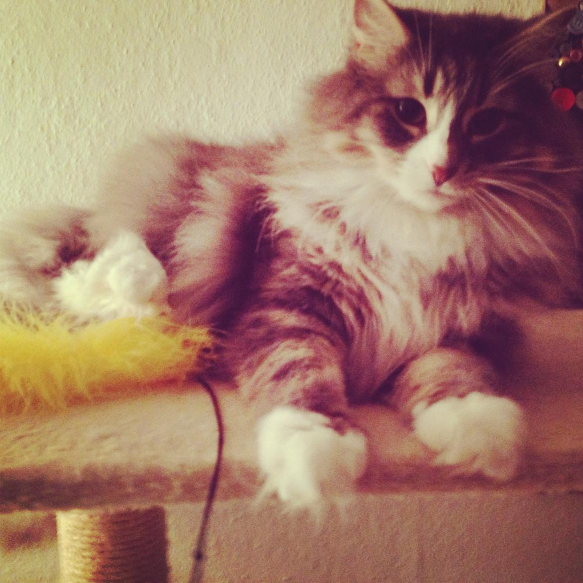 Norsk Skovkat Nova billede 8