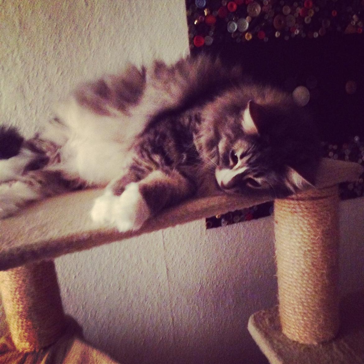 Norsk Skovkat Nova billede 12