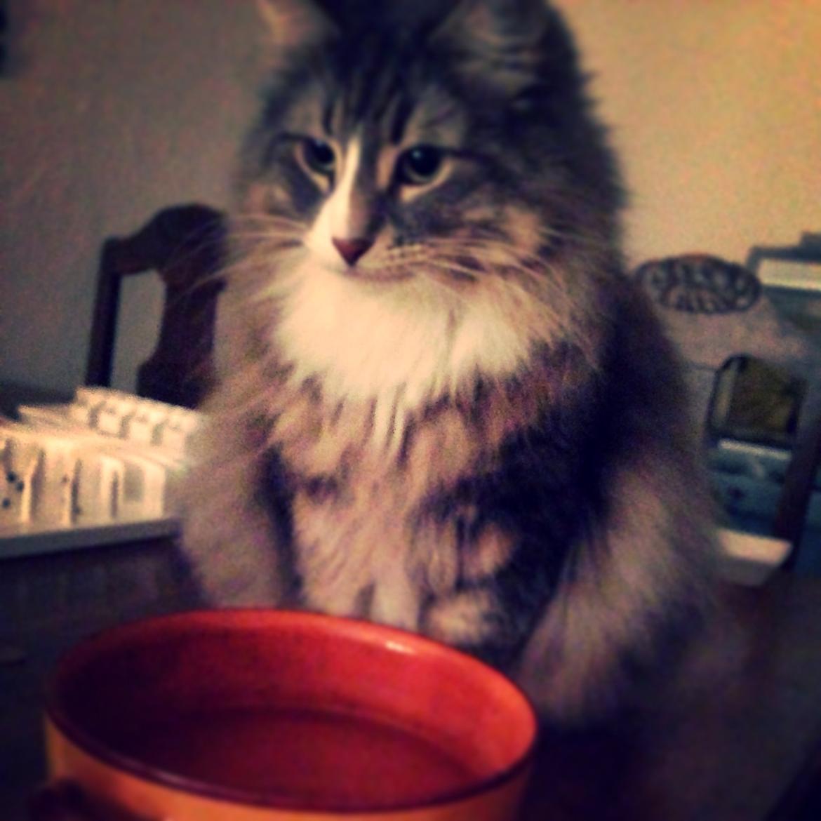 Norsk Skovkat Nova billede 11