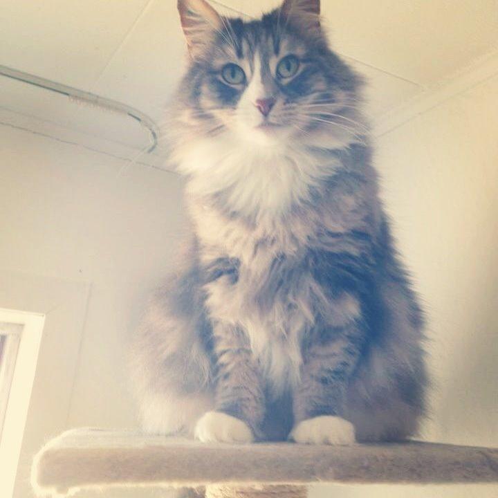 Norsk Skovkat Nova billede 1