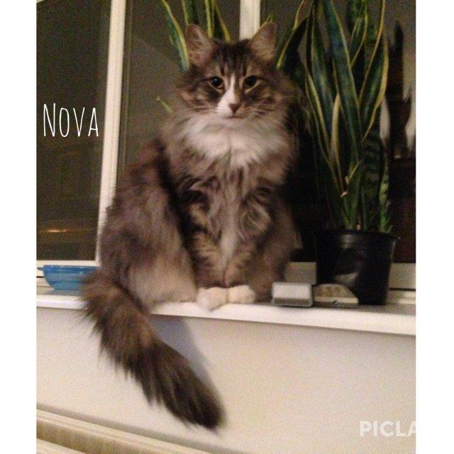 Norsk Skovkat Nova billede 14