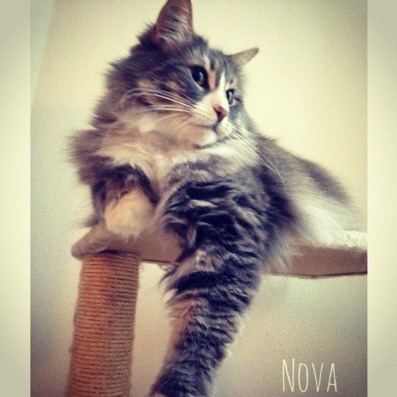 Norsk Skovkat Nova billede 13